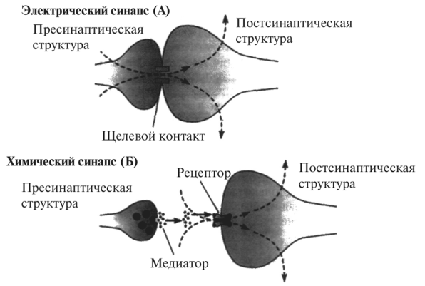 Схема электрической (А) и химической (Б) синаптических передач [14]
