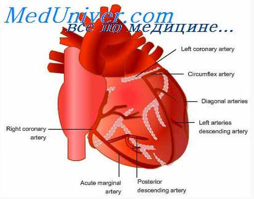 коронарный кровоток