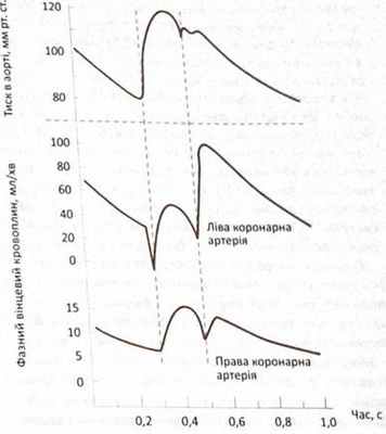 Течение крови в левой и правой коронарных артериях во время различных фаз сердечного цикла. Систолическое показана между двумя штриховыми линиями