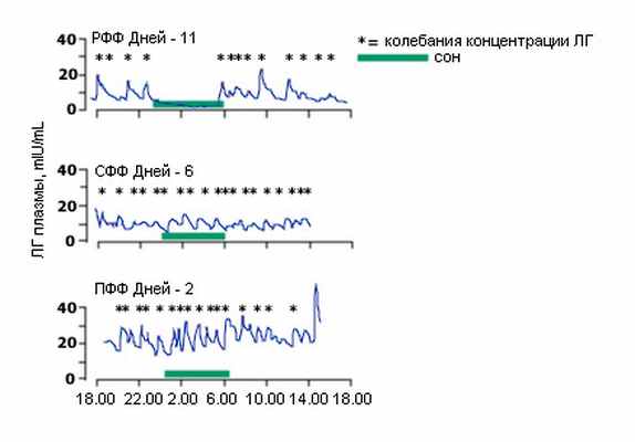 Рис.5. Эпизодическая секреция ЛГ в фолликулярную фазу