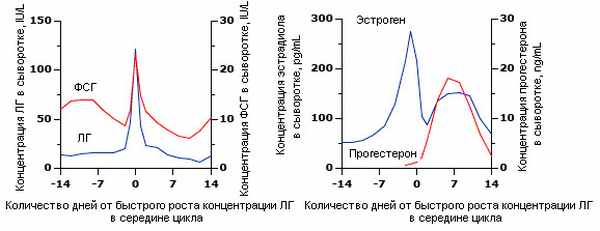 Рис.1. Гормональные изменения в ходе нормального менструального цикла