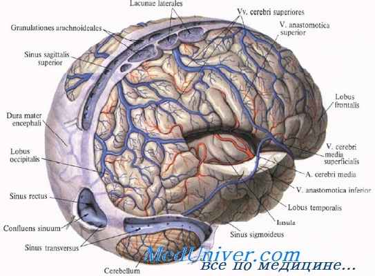 регуляция мозгового кровообращения