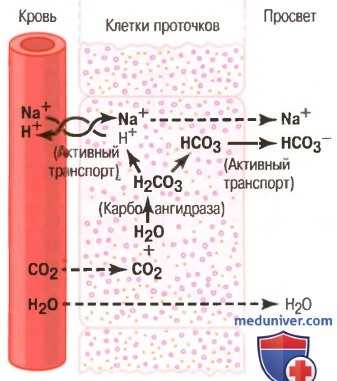 Предотвращение самопереваривания поджелудочной железы. Секреция ионов бикарбоната