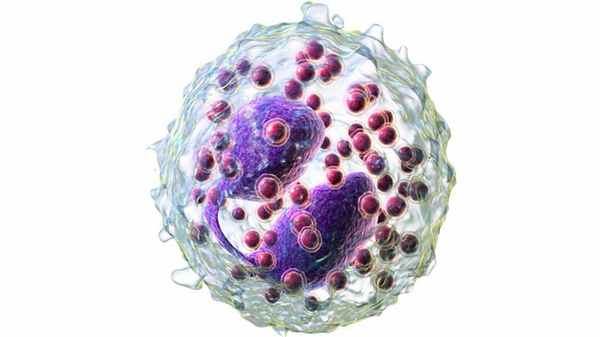 Что такое сперматогенез?