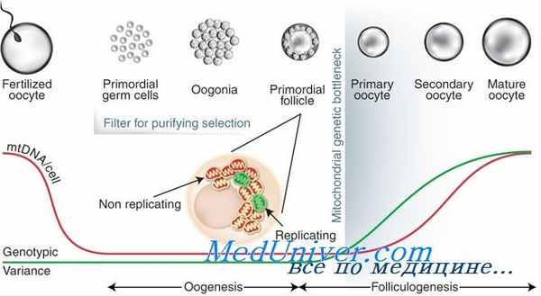 рекрутирование фолликулов