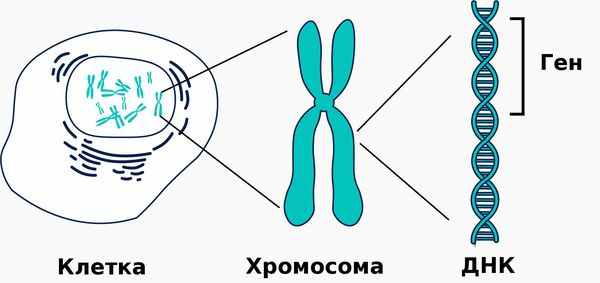ДНК, содержащиеся в каждой клетке