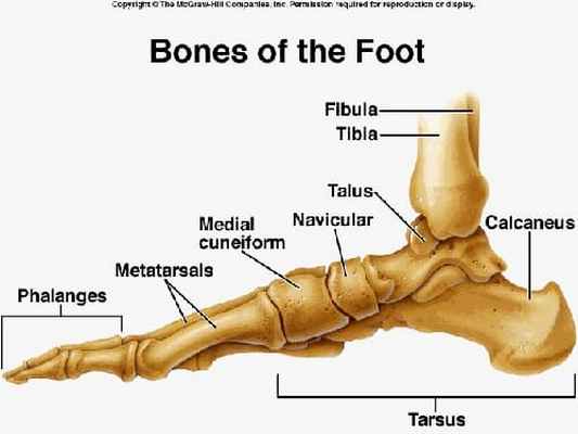 Анатомия стопы
