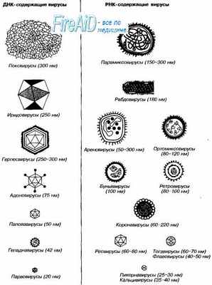 Вирусы. Вирион. Морфология вирусов. Размеры вирусов. Нуклеиновые кислоты вирусов. Классификация вирусов.