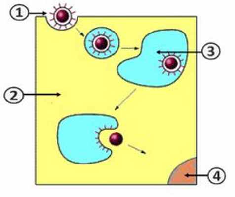 Репродукция вируса - Проникновение вируса в клетку (Путь II)