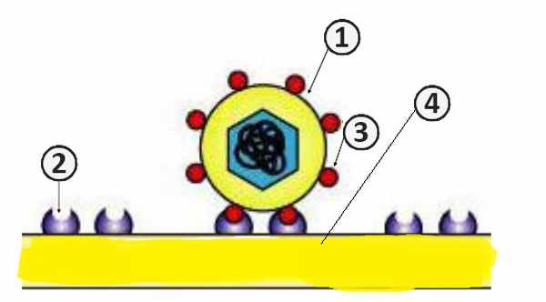Репродукция вируса - Процесс адсорбции вириона на поверхности клетки