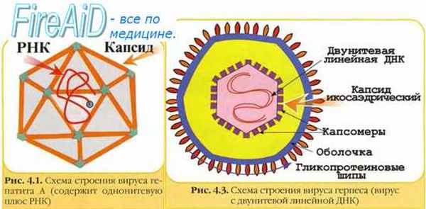 Репродукция вирусов. Репродукция +РНК-вирусов. Пикорнавирусы. Репродукция пикорнавирусов.