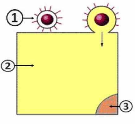 Репродукция вируса - Проникновение вируса в клетку (Путь I)