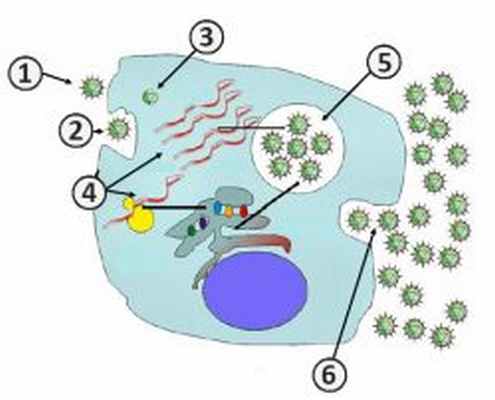Репродукция вируса - Этапы репродукции (жизненного цикла) вируса