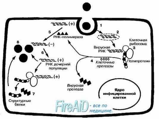 Репродукция вирусов. Репродукция +РНК-вирусов. Пикорнавирусы. Репродукция пикорнавирусов.