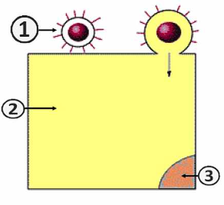 Репродукция вируса - Проникновение вируса в клетку (Путь I)
