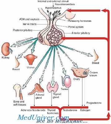 гонадотропный рилизинг гормон