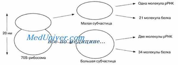 Рибосомы. Аппарат Гольджи