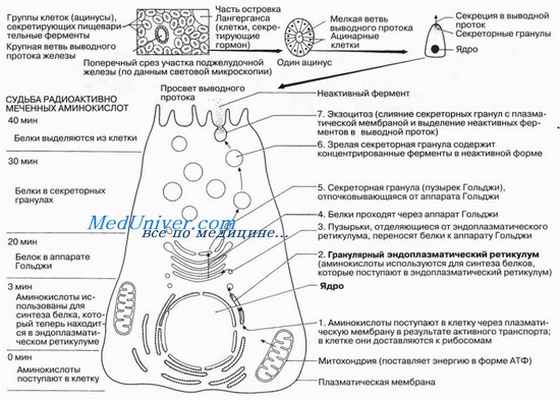 Рибосомы. Аппарат Гольджи