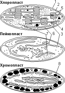 Строение пластид