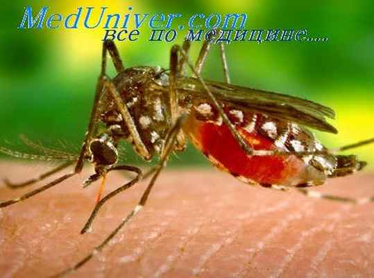 рифт-валли лихорадка