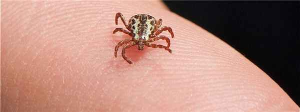 Клещевой риккетсиоз