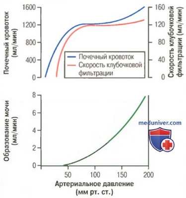 Саморегуляция фильтрации в почках. Саморегуляция почечного кровотока