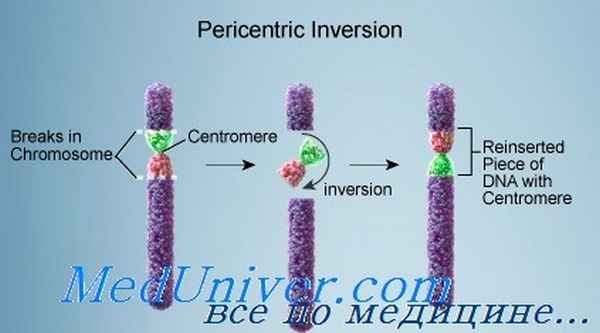 перицентрическая инверсия хромосом