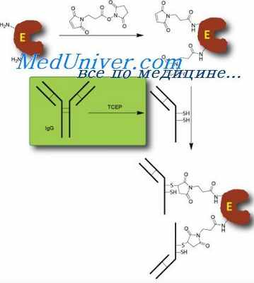 комплементация иммуноглобулинов