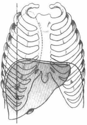 Топография печени