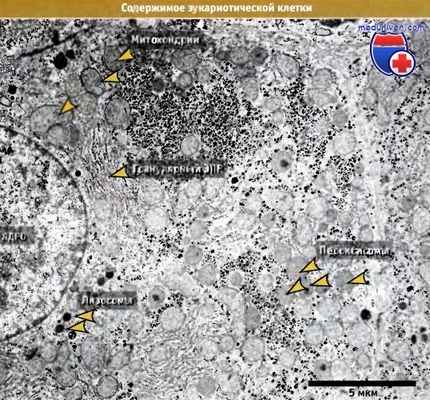 Эукариотическая клетка