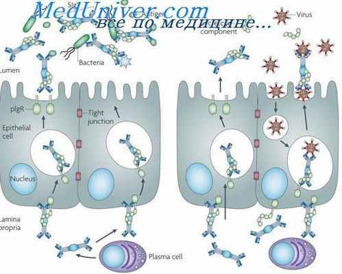 секреция иммуноглобулинов