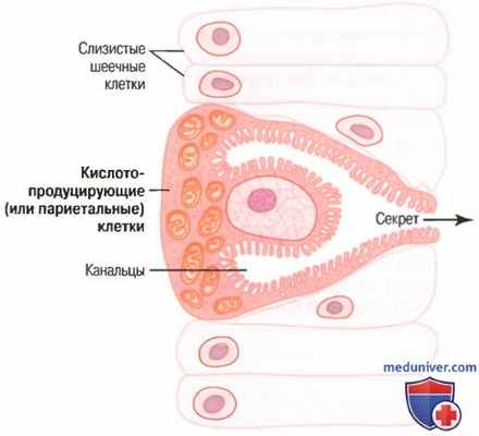 Секреция в пищеводе. Физиология желудочной секреции