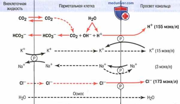 Физиология желудочной секреции