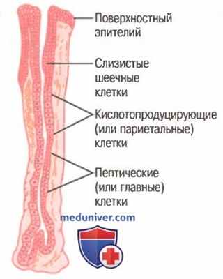 Секреция в пищеводе. Физиология желудочной секреции