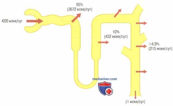 Секреция протонов почками. Реабсорбция ионов бикарбоната почками
