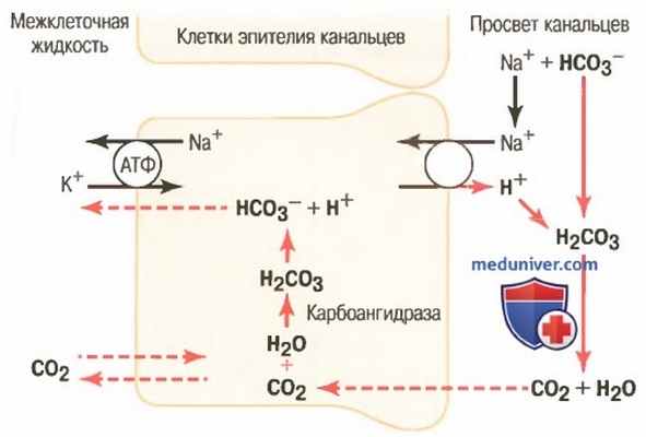 Секреция протонов почками. Реабсорбция ионов бикарбоната почками