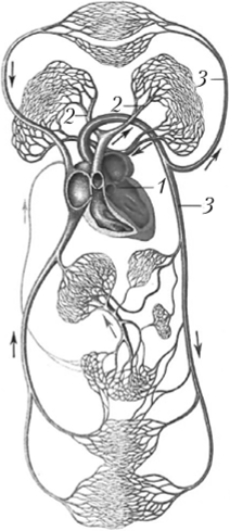 Схема кровообращения человека