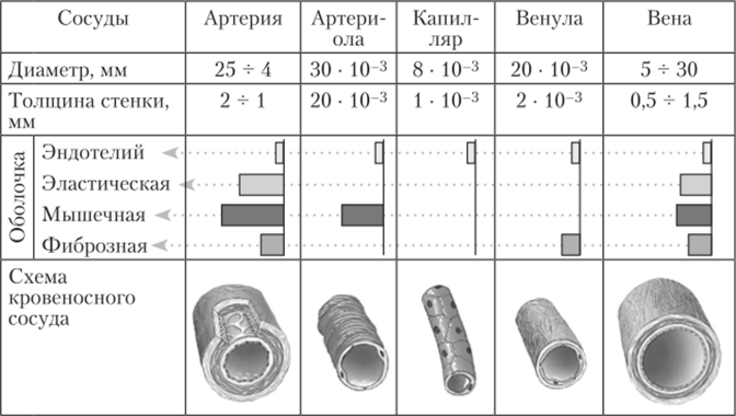 Строение сосудов