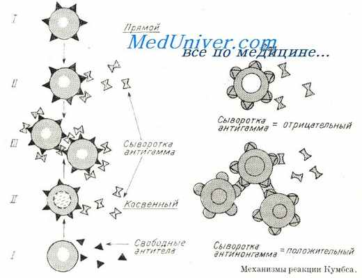 Механизмы реакции Кумбса
