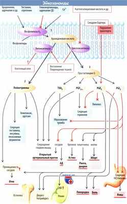 Функции эйкозаноидов