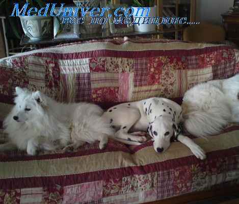 фибринозное воспаление