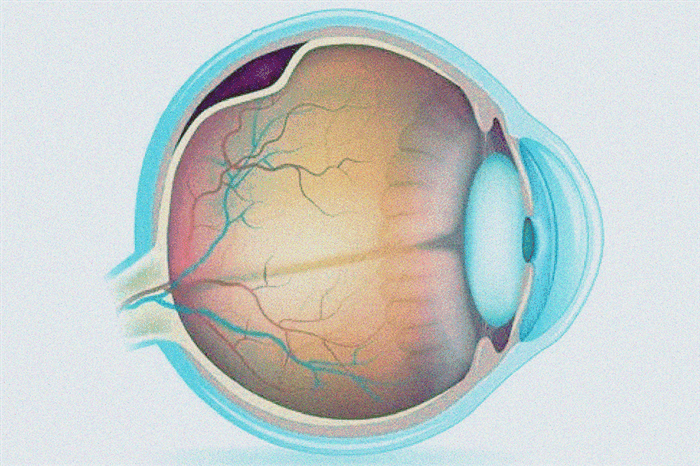 Что такое сетчатка