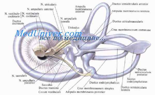 вестибулярный анализатор