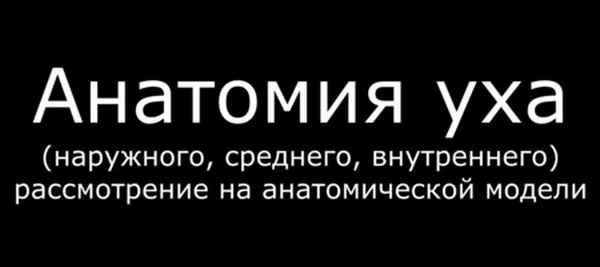 Видео анатомии уха