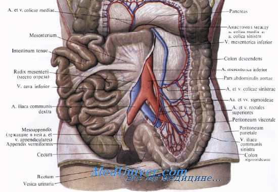 Сигмовидная ободочная кишка. Топография сигмовидной ободочной кишки. Кровоснабжение сигмовидной ободочной кишки