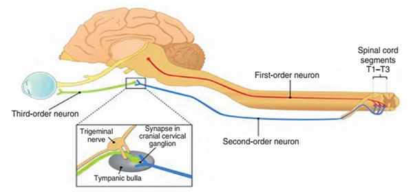 Рисунок 2. Схема симпатической иннервации глаза