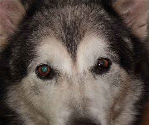 Рисунок 1. Синдром Хорнера у хаски