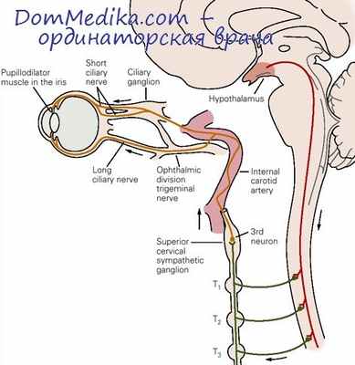синдром Горнера - симпатическая и парасимпатическая иннервация глаза