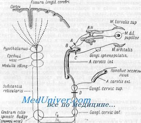 симпатическая иннервация глаза