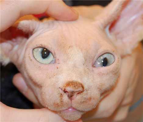 Рисунок 3. Синдром Хорнера у котенка при отите среднего уха